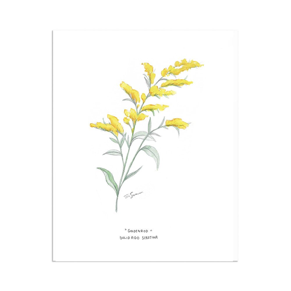 goldenrod flower drawing